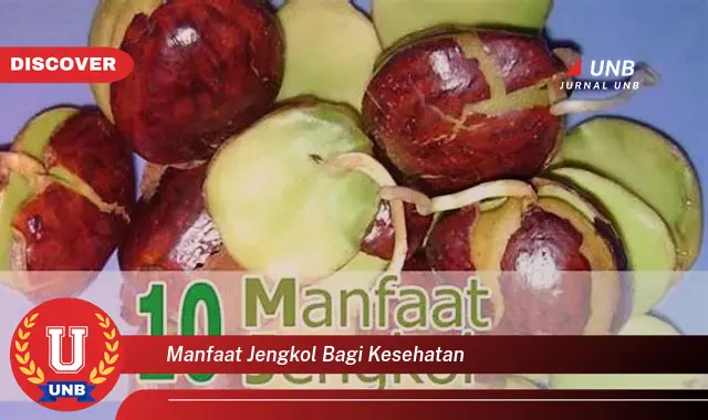 manfaat jengkol bagi kesehatan manfaat jengkol bagi kesehatan