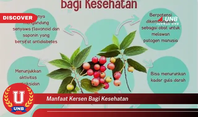 manfaat kersen bagi kesehatan