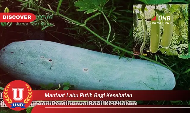 manfaat labu putih bagi kesehatan