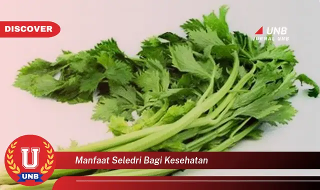 manfaat seledri bagi kesehatan