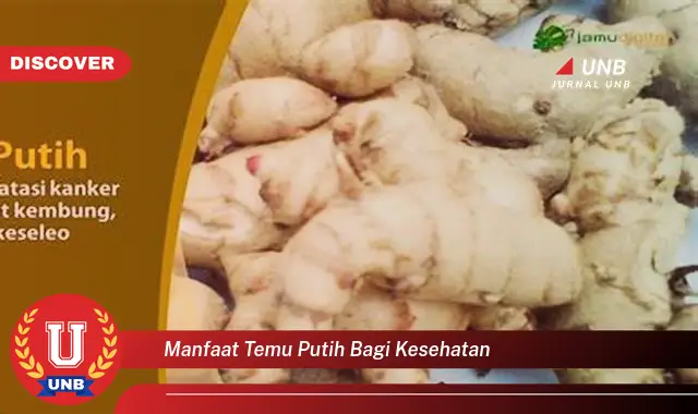 manfaat temu putih bagi kesehatan