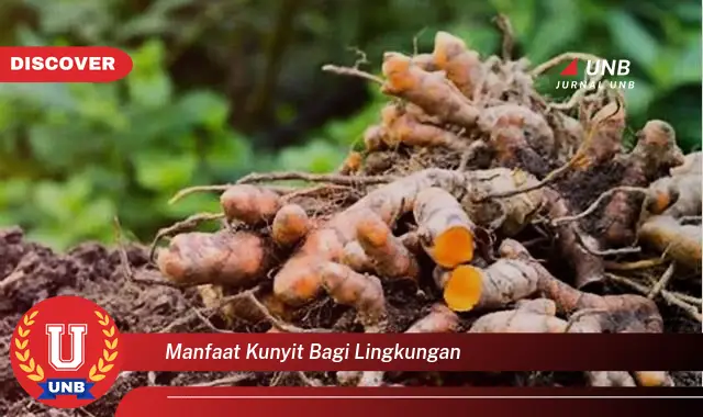 manfaat kunyit bagi lingkungan