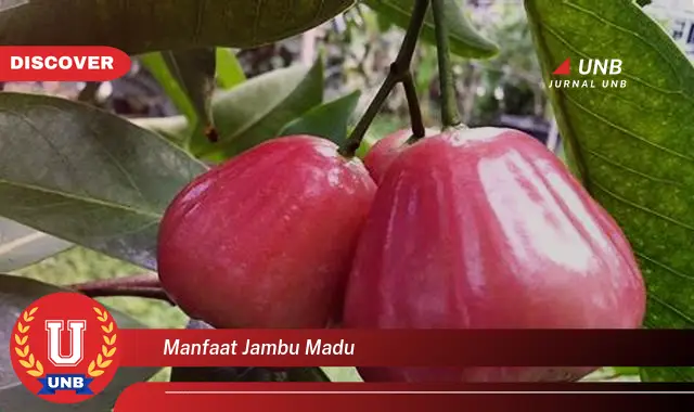 manfaat jambu madu