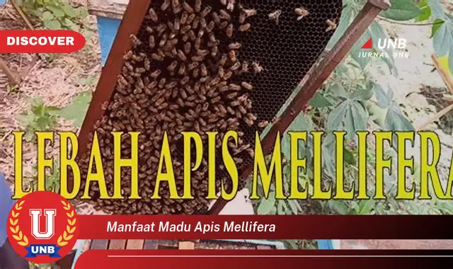 manfaat madu apis mellifera