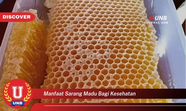 manfaat sarang madu bagi kesehatan manfaat sarang madu bagi kesehatan