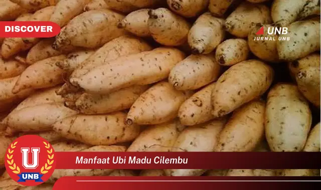 manfaat ubi madu cilembu