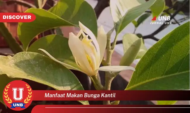 manfaat makan bunga kantil