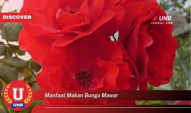 manfaat makan bunga mawar
