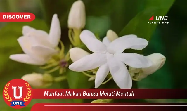 manfaat makan bunga melati mentah manfaat makan bunga melati mentah