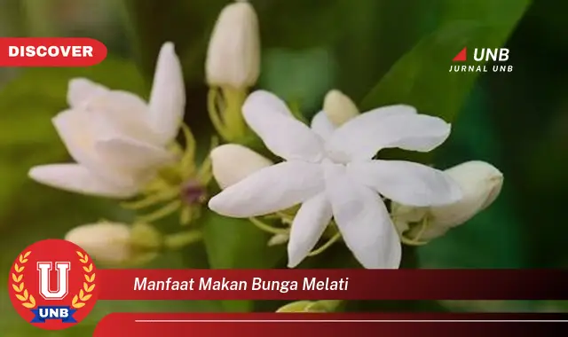 manfaat makan bunga melati manfaat makan bunga melati