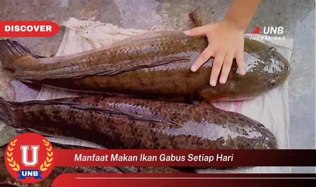 manfaat makan ikan gabus setiap hari