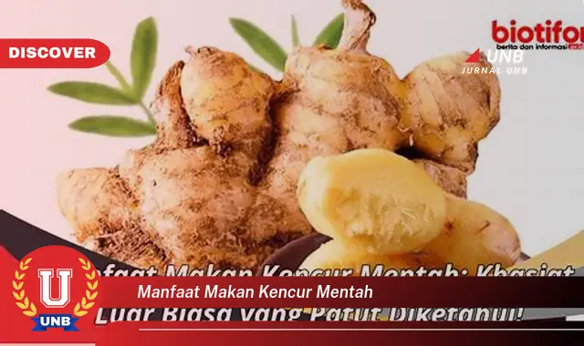 manfaat makan kencur mentah manfaat makan kencur mentah