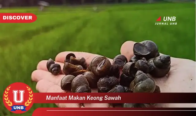 manfaat makan keong sawah