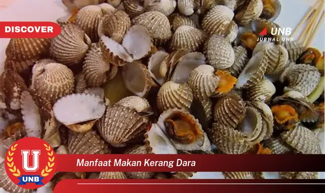 manfaat makan kerang dara manfaat makan kerang dara