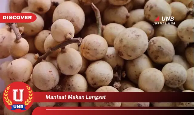 manfaat makan langsat