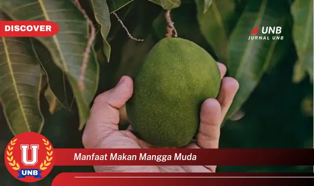 manfaat makan mangga muda