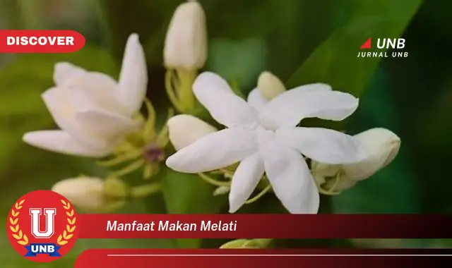 manfaat makan melati