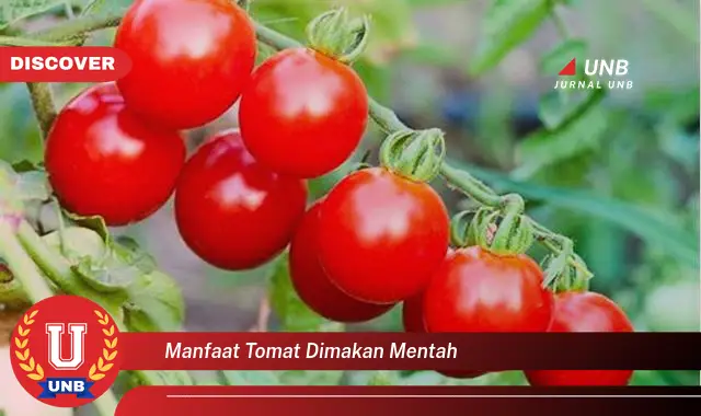 manfaat tomat dimakan mentah