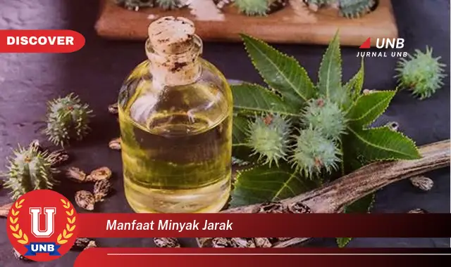 manfaat minyak jarak manfaat minyak jarak