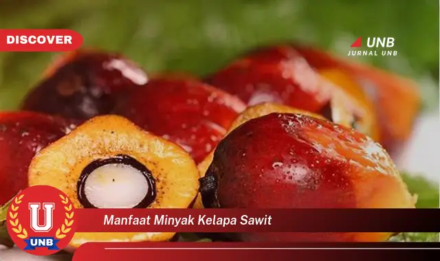 manfaat minyak kelapa sawit manfaat minyak kelapa sawit