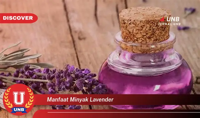 manfaat minyak lavender