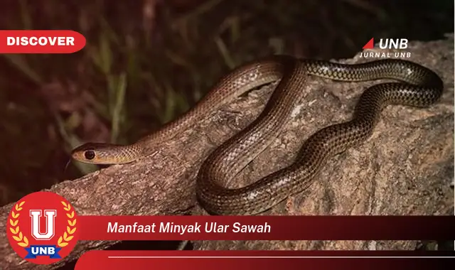manfaat minyak ular sawah