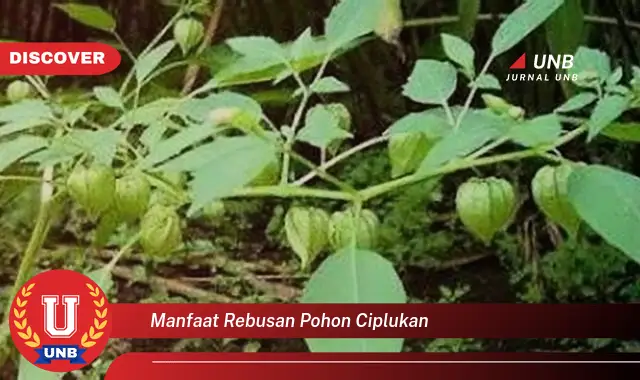 Temukan Khasiat Rebusan Ciplukan: Rahasia Kesehatan Alami