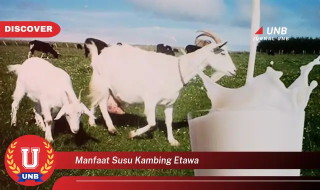 manfaat susu kambing etawa