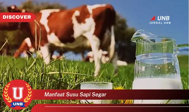 manfaat susu sapi segar manfaat susu sapi segar