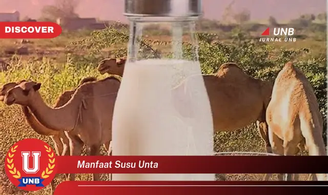 manfaat susu unta