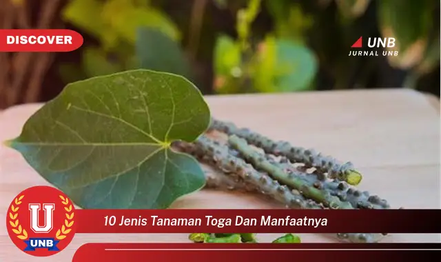 10 jenis tanaman toga dan manfaatnya 10 jenis tanaman toga dan manfaatnya