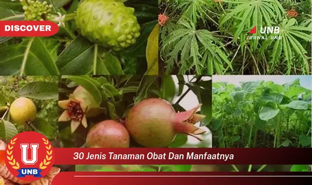 30 jenis tanaman obat dan manfaatnya