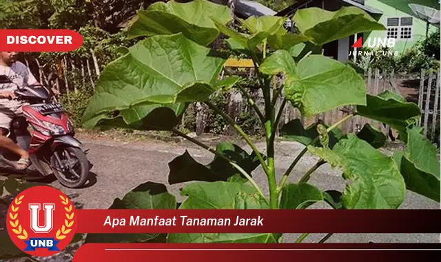 apa manfaat tanaman jarak