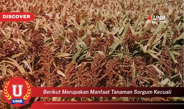 berikut merupakan manfaat tanaman sorgum kecuali