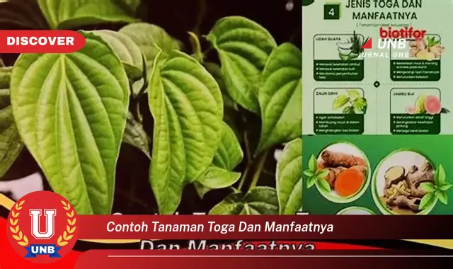 contoh tanaman toga dan manfaatnya