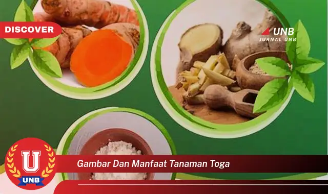 gambar dan manfaat tanaman toga