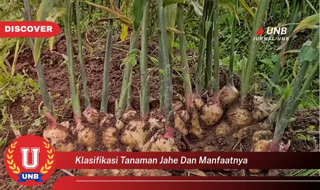 klasifikasi tanaman jahe dan manfaatnya