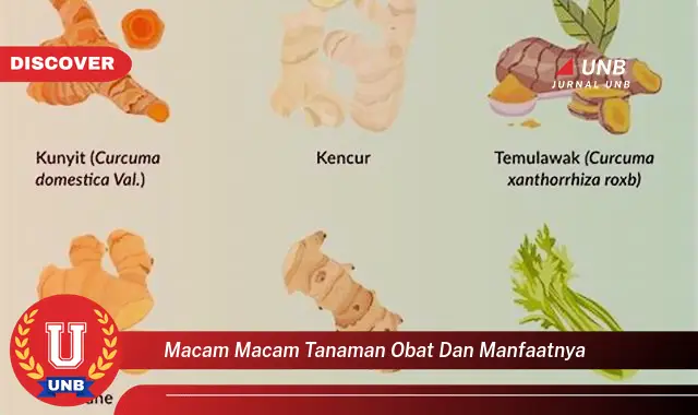 macam macam tanaman obat dan manfaatnya