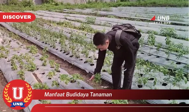 manfaat budidaya tanaman manfaat budidaya tanaman