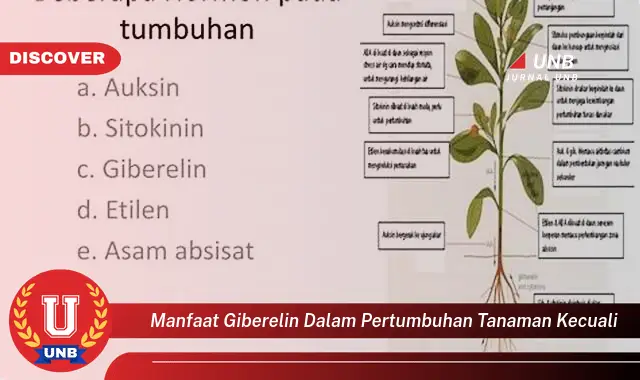 manfaat giberelin dalam pertumbuhan tanaman kecuali