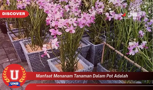 manfaat menanam tanaman dalam pot adalah