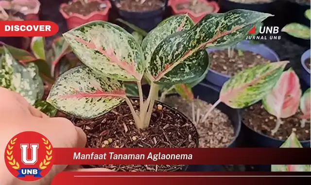 manfaat tanaman aglaonema