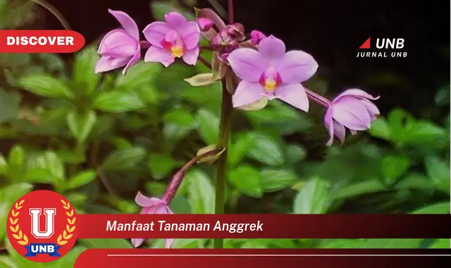 manfaat tanaman anggrek