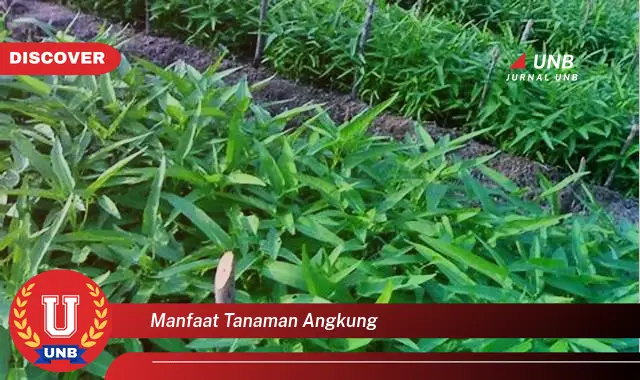 manfaat tanaman angkung