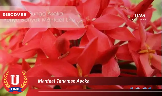 manfaat tanaman asoka manfaat tanaman asoka