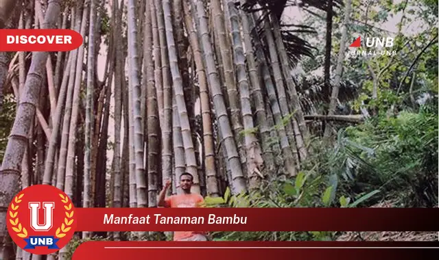 manfaat tanaman bambu