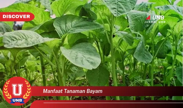 manfaat tanaman bayam