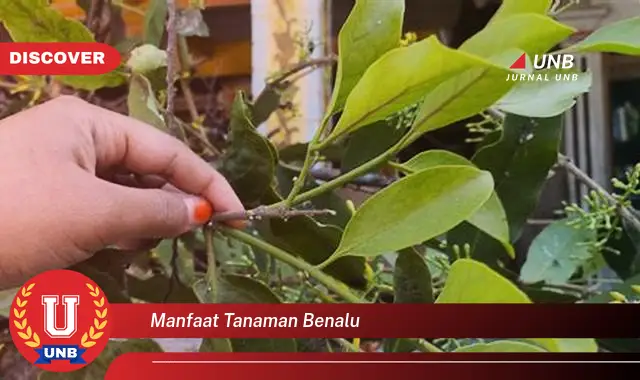 manfaat tanaman benalu manfaat tanaman benalu