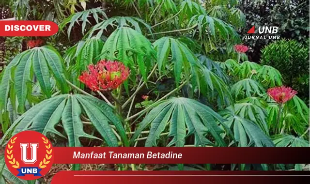 manfaat tanaman betadine