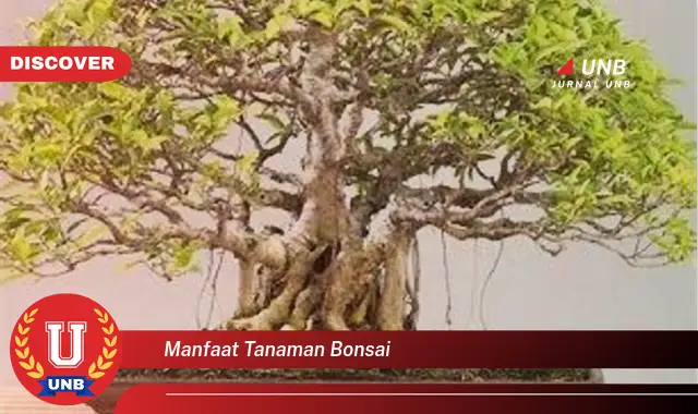 manfaat tanaman bonsai